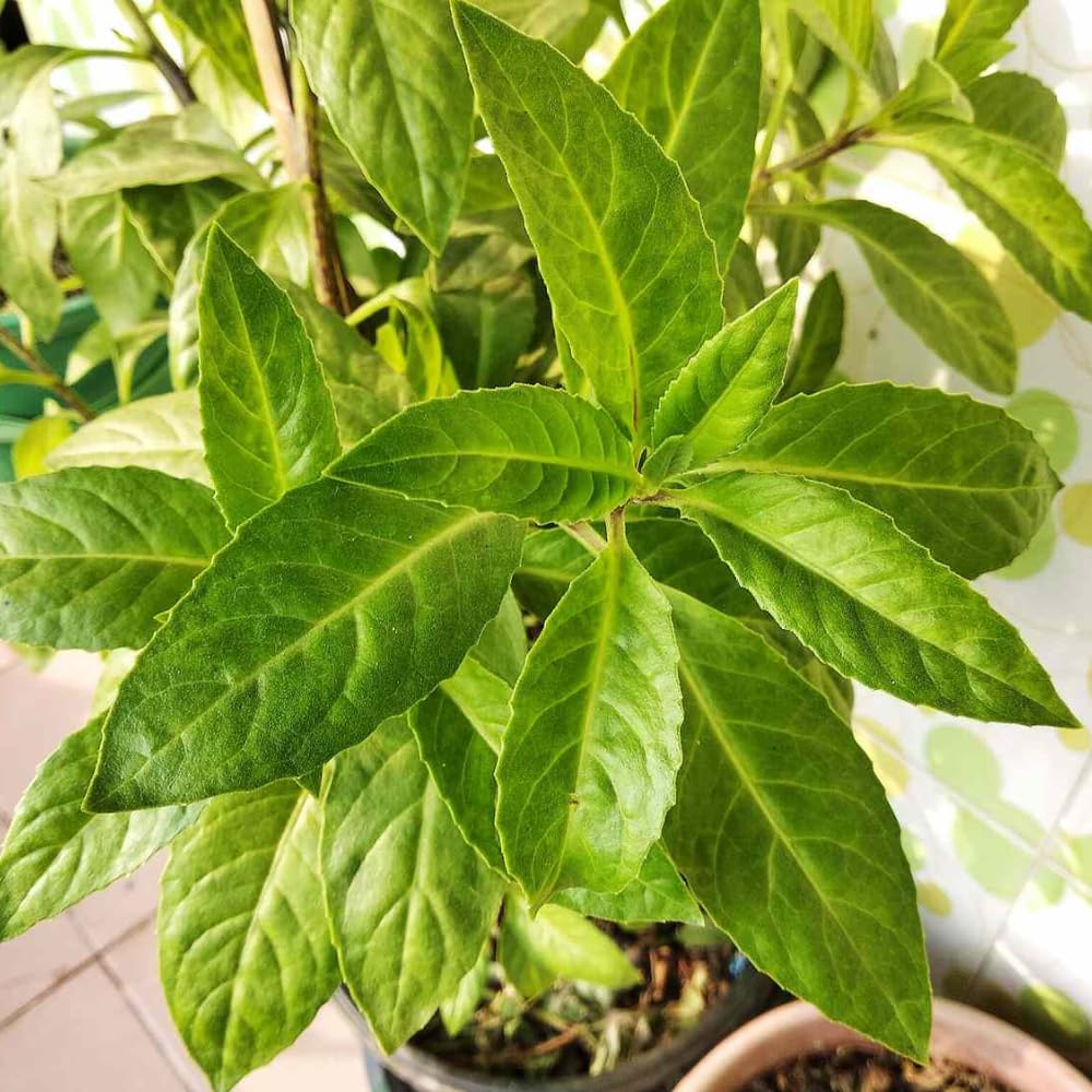 Pack of 3 Longevity Spinach Plants Live, Spinach Herb Plants for Growing, 4-6 Inches Tall