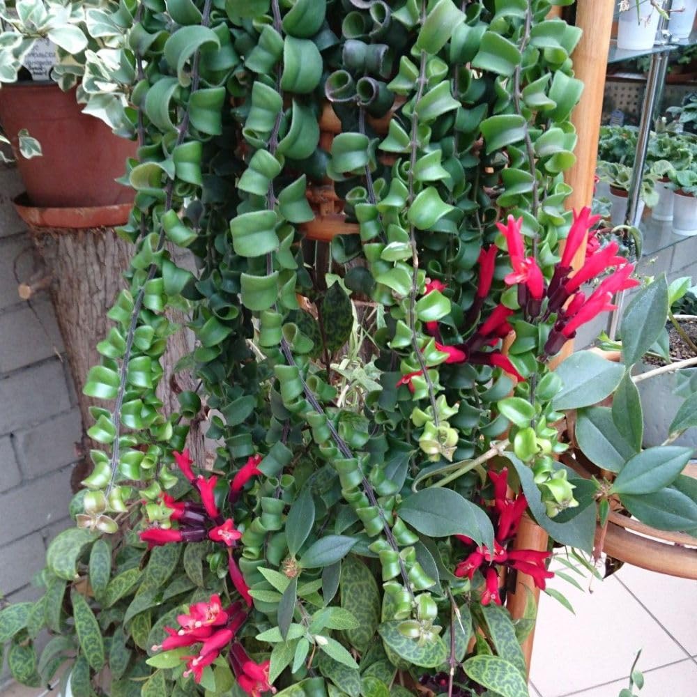 Red Lipstick Plant Live 4-6 Inch Tall, Curly Twisted Lipstick Plant, Curly Lipstick Trailing Vine Houseplant for Indoor Growing, No Pot