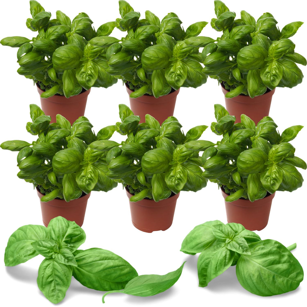 6 Greek Basil Plants Live Seedlings for Culinary Garden Herb Plant, Spring Planting, 4-7 Inches Tall, Easy for Planting Indoor Outdoor, Fragrant Basil Cold Hardy