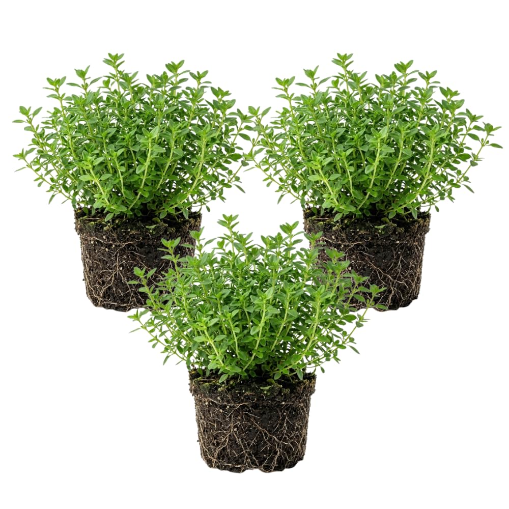 Set 3 Lemon Thyme Plants Live, Live Lemon Thyme Herbs, 4 to 6 Inches Tall, Edible and Fragrant Herb for Patio and Garden