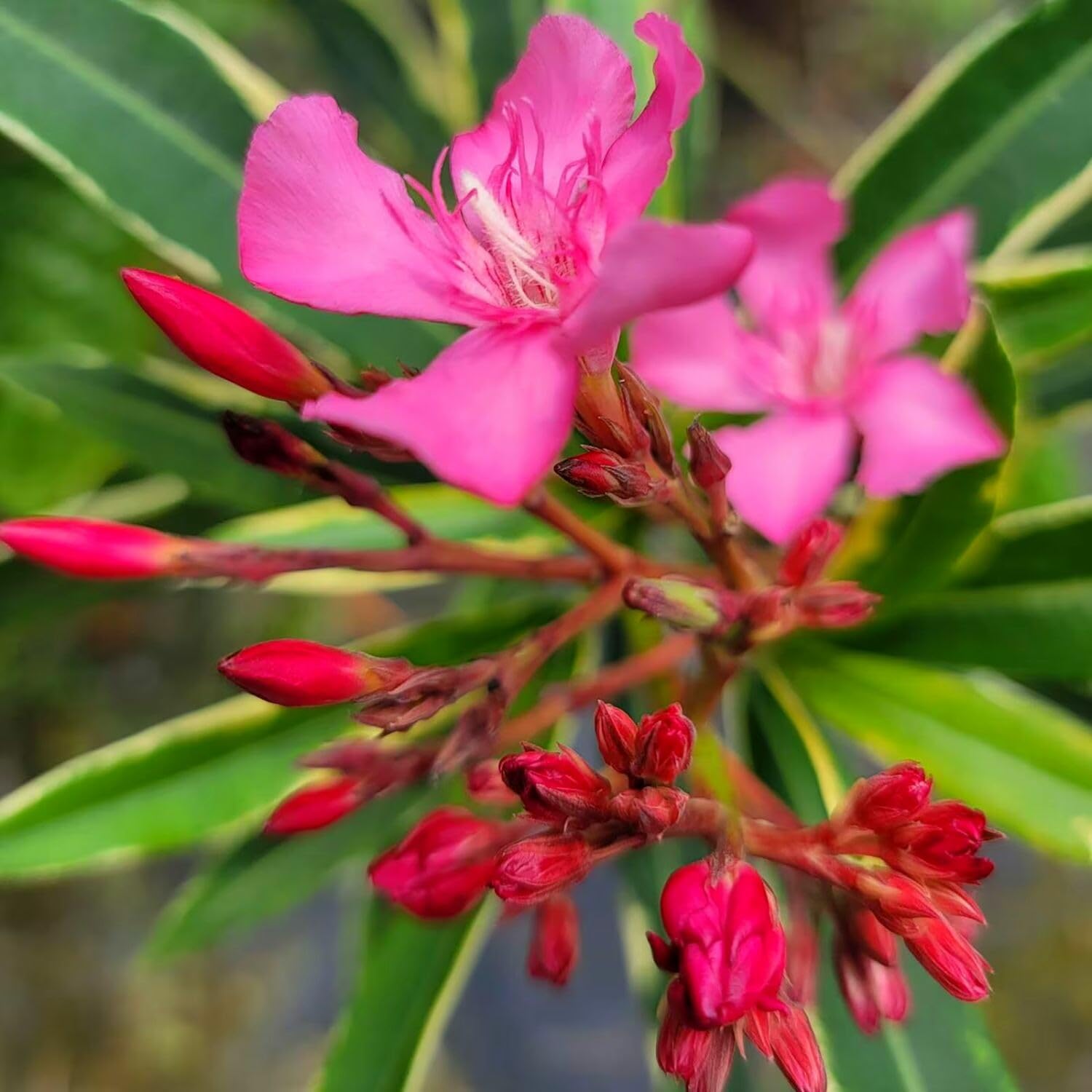 3 Oleander Plants Live, Pink Flower Plants, Live Oleander Plant, 5 to 8 Inches Tall