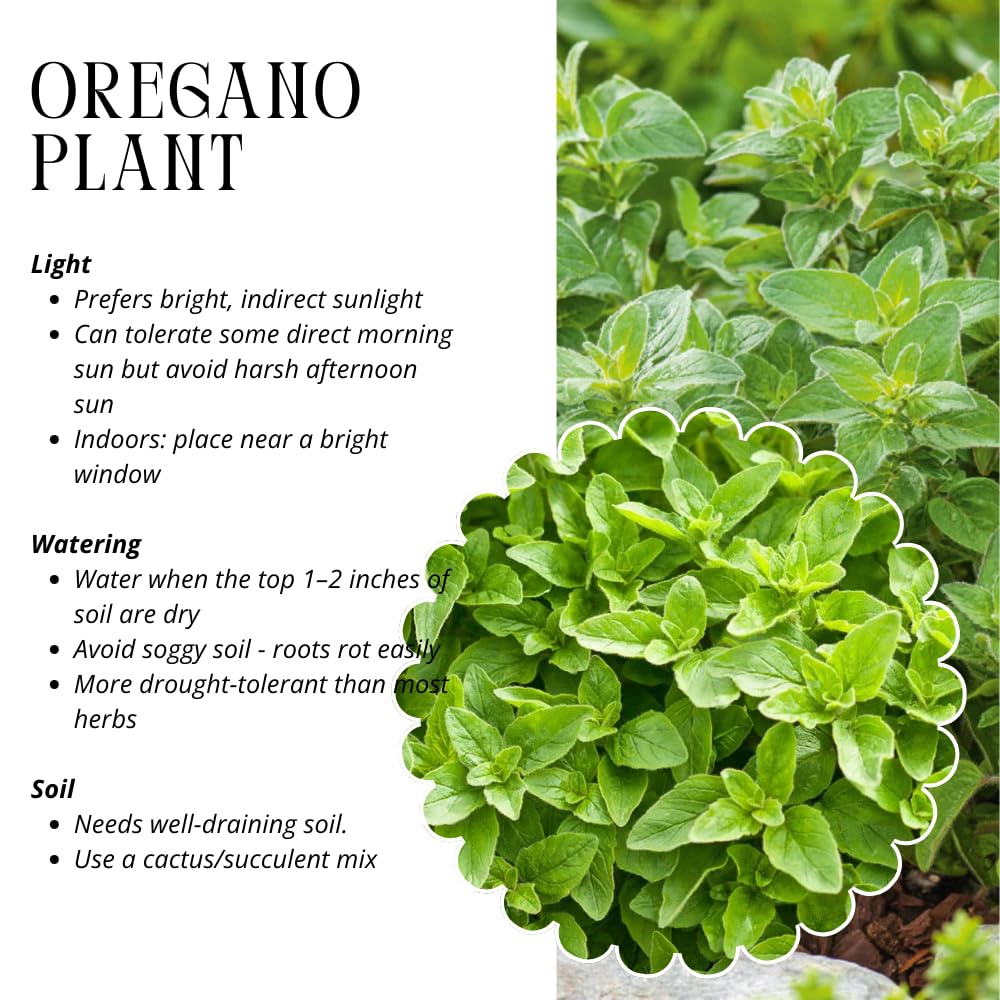 Pack 4 Greek Oregano Plants Live, 4-6 Inches Tall, Culinary Herb Plants for Planting