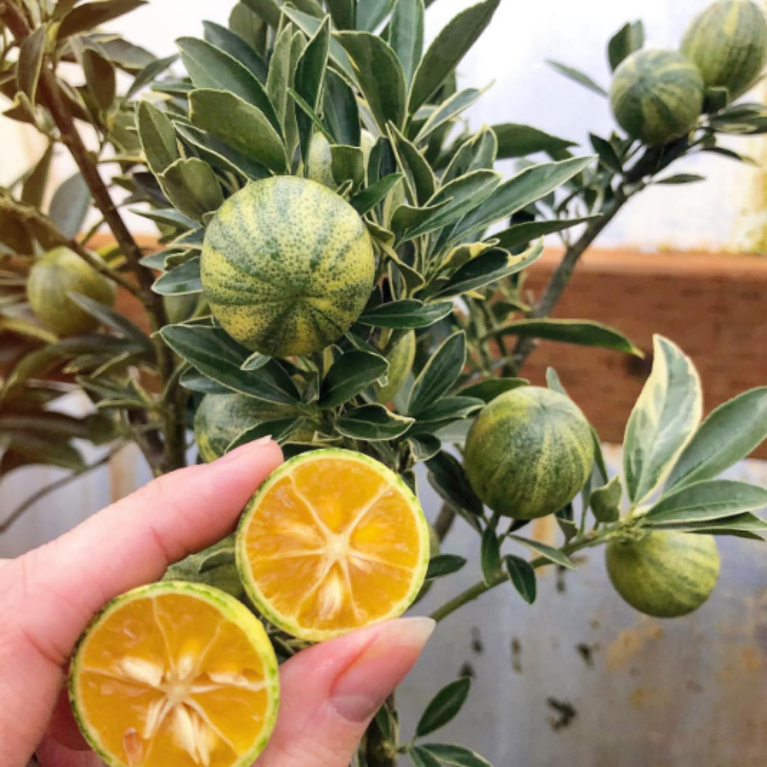 3 Years Old Variegated Kumquat Tree, Ready to Bear Fruits Citrus Plant, Ornamental and Edible Patio Fruit Tree in 5 Gallon Pot