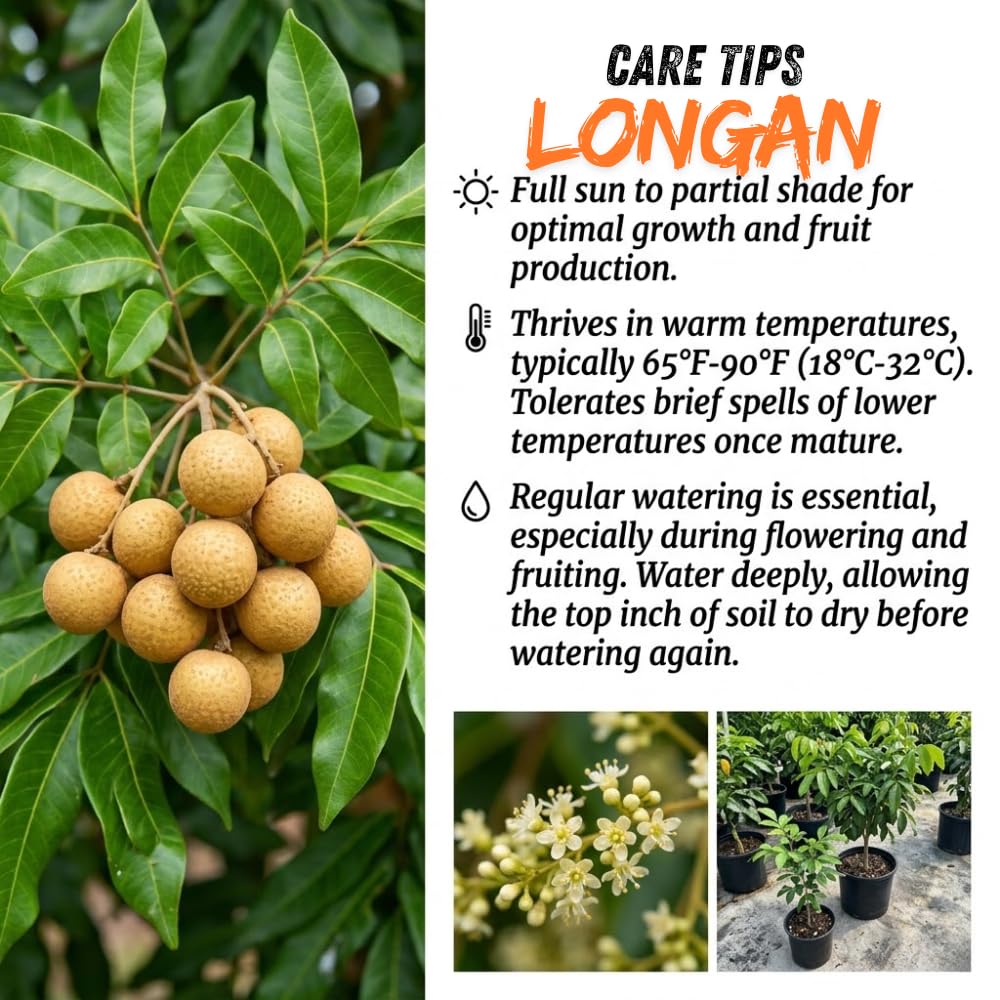 Live Longan Tree Plant in 3 Gallon Pot, 2-3 Ft Tall Tropical Fruit Tree for Outdoor Garden and Patio Growing, No Ship to CA