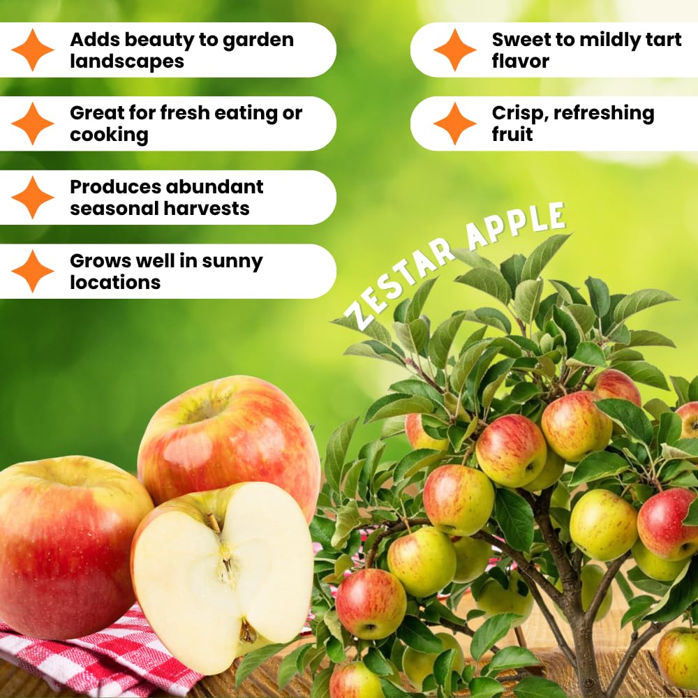 Apple Plant Live, Sweet Apple Plant in 3 Gal, 3-4 Feet Tall, Apple Fruit Tree Outdoor Garden, No Ship to CA (Red Apple)
