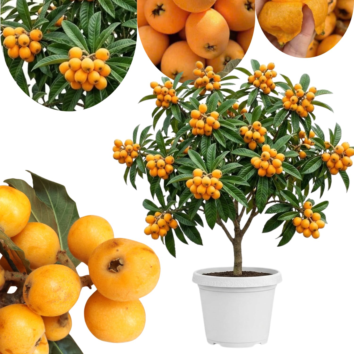 Live Loquat Tree Plant in 1 Gallon, 2-3 Feet Tall, Outdoor Loquat Plant for Backyard Orchard, Tropical Fruit Tree for Garden Planting, No CA