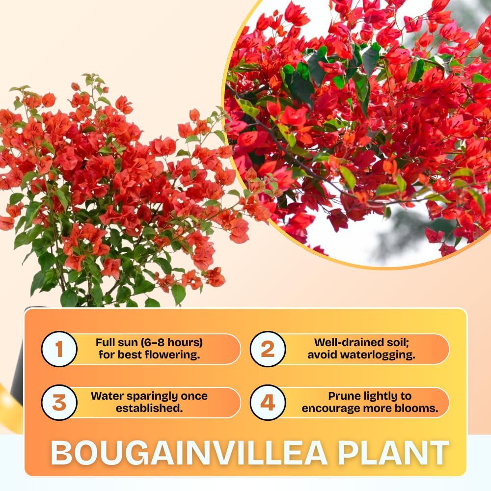 Set of 2 Bougainvillea Plants, Tropical Flowering Bougainvillea, Colorful Perennial Blooms, 5-8 Inches Tall for Indoor or Outdoor Planting (Red Orange Bougainvillea)
