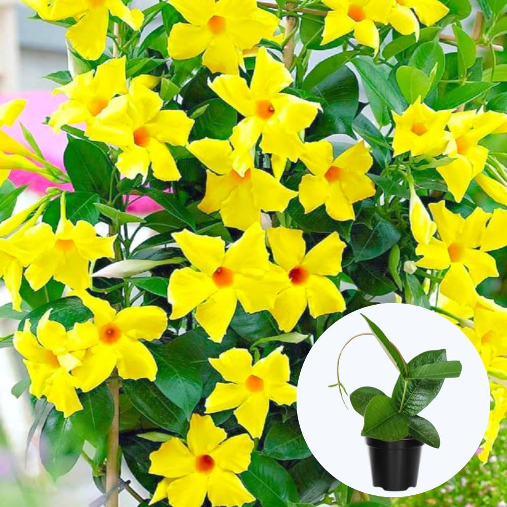 2 Mandevilla Live Plant Vine, Mandevilla Plants Live 5 to 8 Inc Tall Plant Growing Perennial Flowers (Yellow)