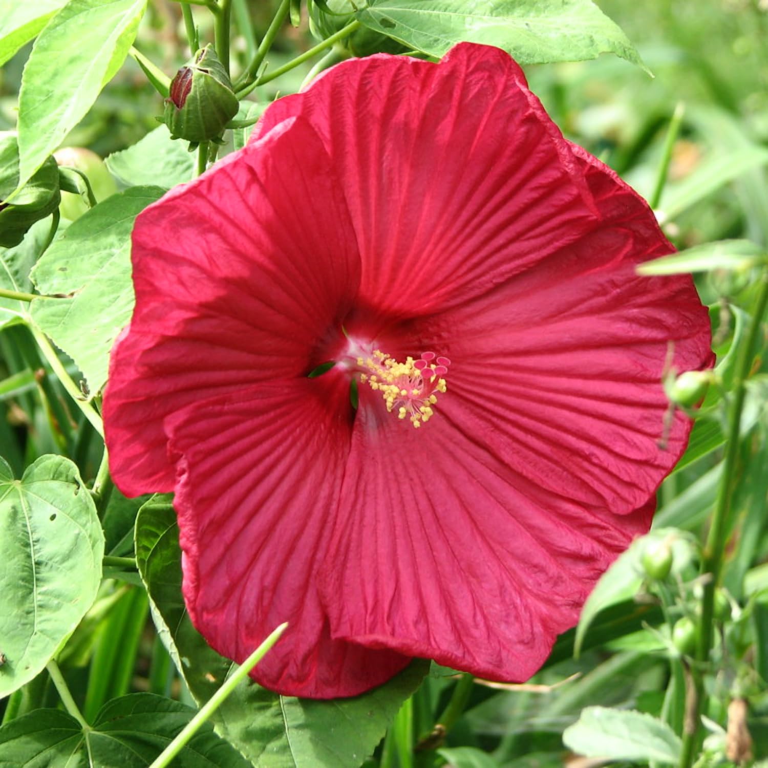 Pack 2 Red Hibiscus Trees Live Plants, 5-8” Tall Hardy Hibiscus Plants Live, Perennial Hibiscus Flowers