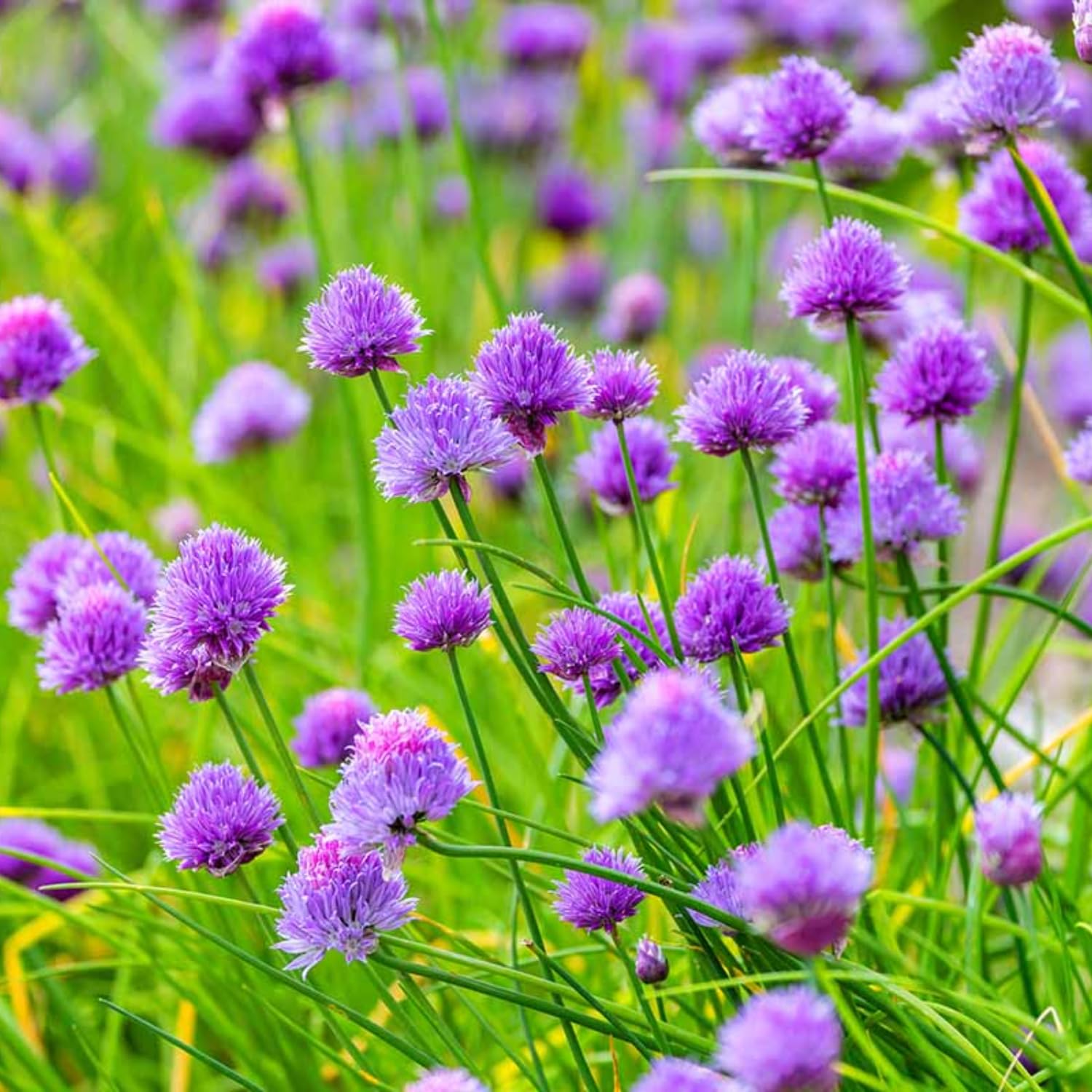 5 Hardy Chives Plants Live for Planting, Heirloom Leeks Plant, 4-8 Inch Tall