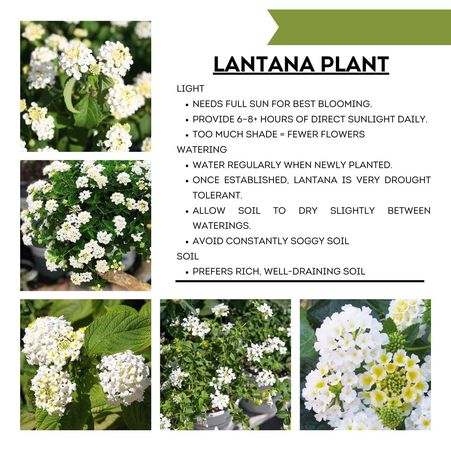 Pack 4 Lantana Plants Live for Planting, Trailing Live Plants 4-9 Inch Tall, Perennial Lantanas Flowers Indoor Outdoor (White Lantana)