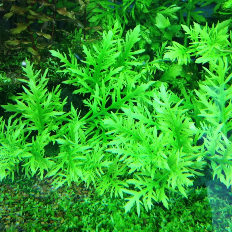 5-7 Water Wisteria Aquarium Live Plant Stems, Water Wisteria Live Aquatic Plants for Freshwater Aquarium, Live Aquarium Plants Freshwater Bundle
