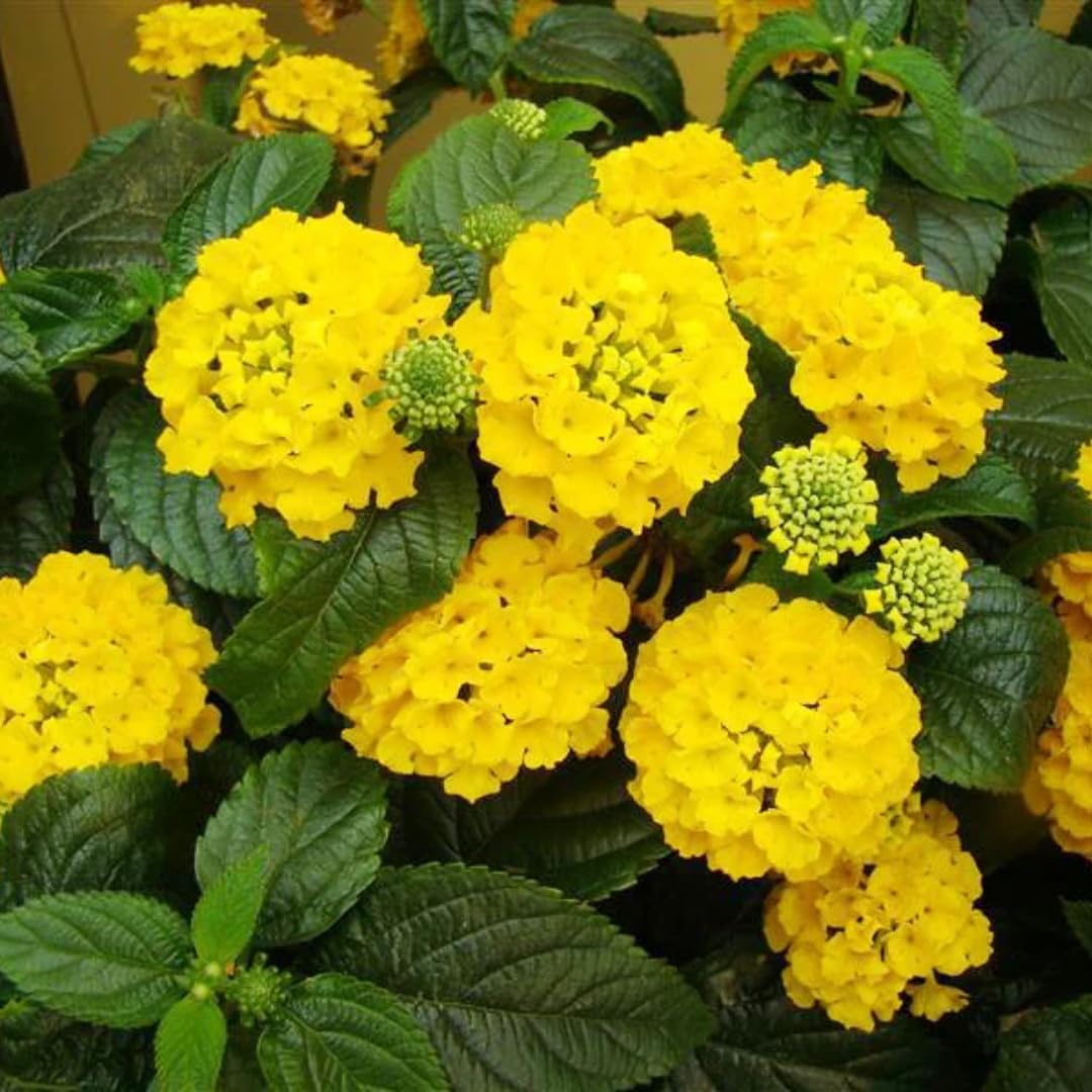 3 Lantana Plants Live, Yellow Lantana Live Plants for Planting Outdoors, Perennial Flower Plant 4 to 8 Inches Long, Gardening Growing