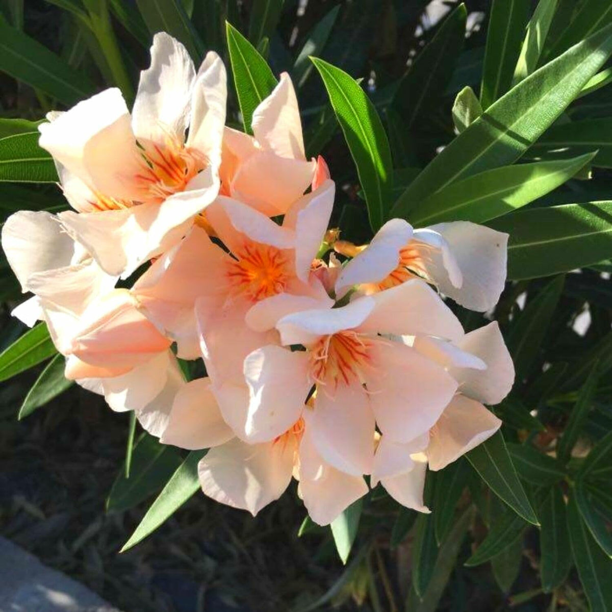 3 Oleander Plants Live, 5 to 8 Inches Long, Tropical Plant Live Shrub, Salmon Oleander Live Plants, Growing Garden
