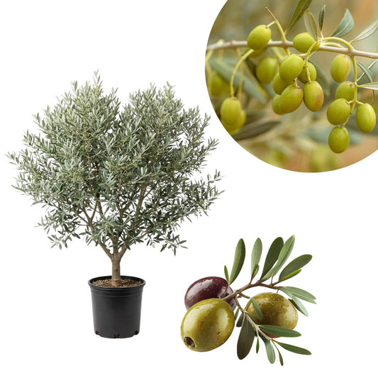 Live Olive Tree 3 Ft Tall in 3 Gallon Pot, 2 Years-Old Compact Olive Plant for Container or Landscape, Ready to Bear Fruits, No CA