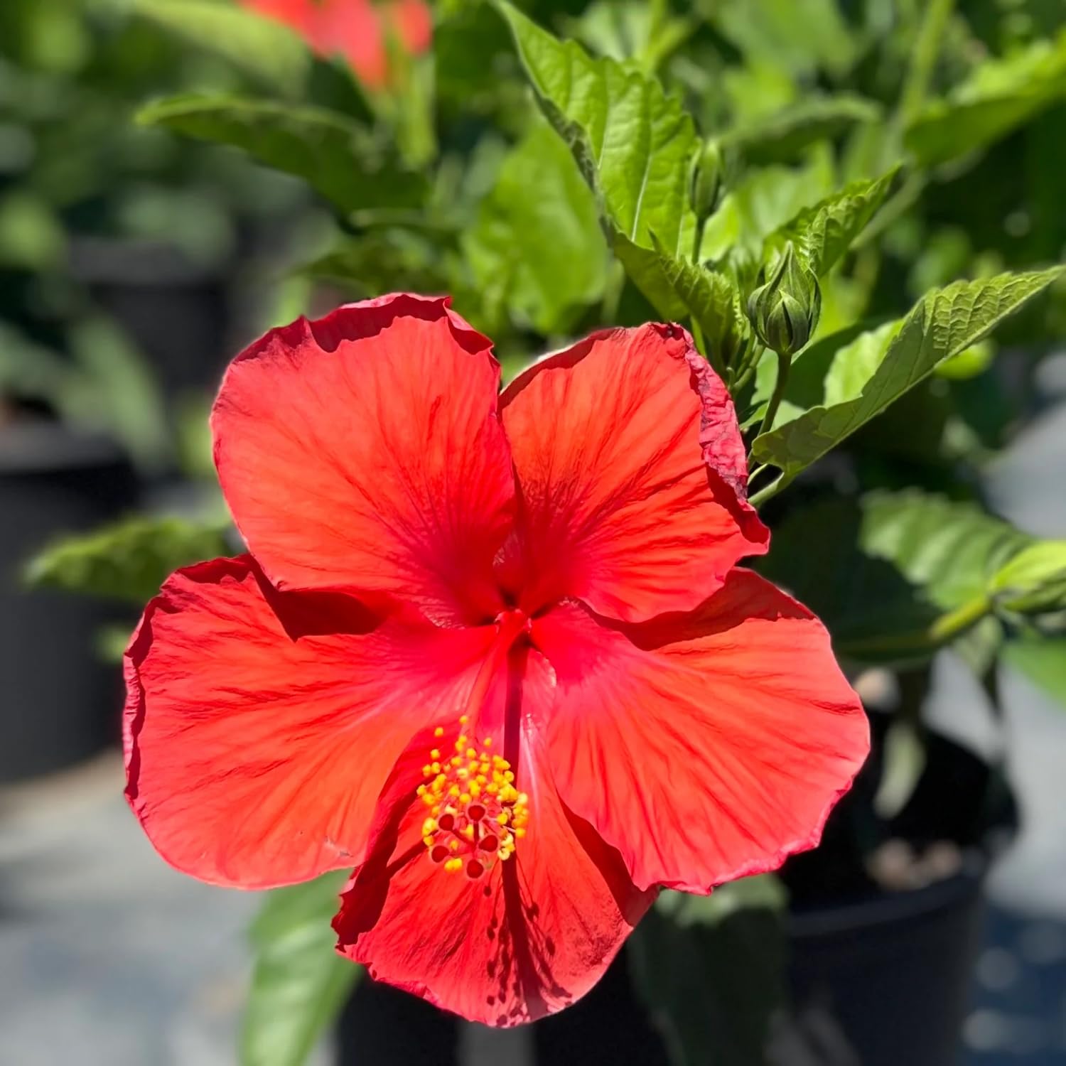Set 4 Hibiscus Plants Live, Tropical Flowering Shrub, 4-8" Tall, Cold Hardy Bush (Red Hibiscus)