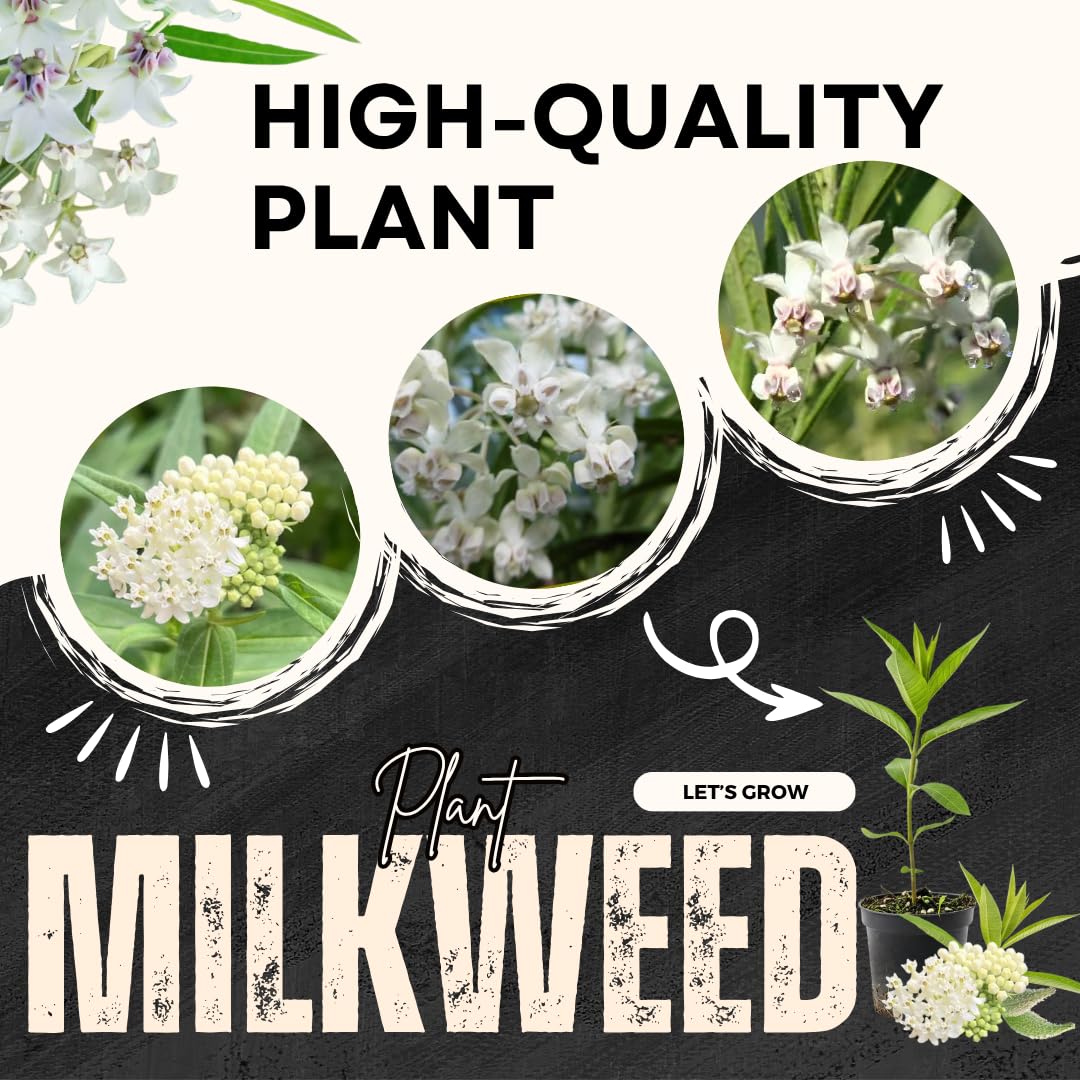 Pack 4 Butterfly Milkweed Plants Live, Milkweed Live Plants, 5-8" Height Asclepias Tuberosa Perennial Flowers Home Garden (White Milkweed)