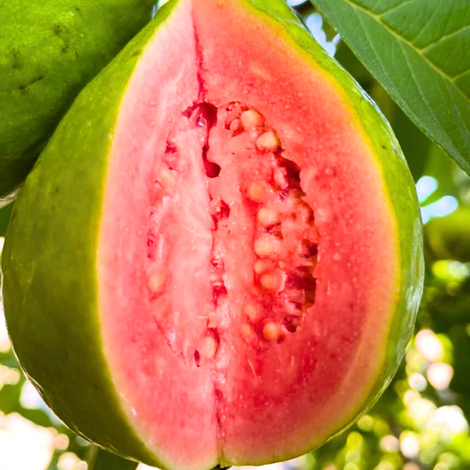 Grafted Ruby Guava Fruit Tree, Guava Live Plant 4 Feet Tall in Pot Zones 9-11, Hardy Tropical Guava Plant
