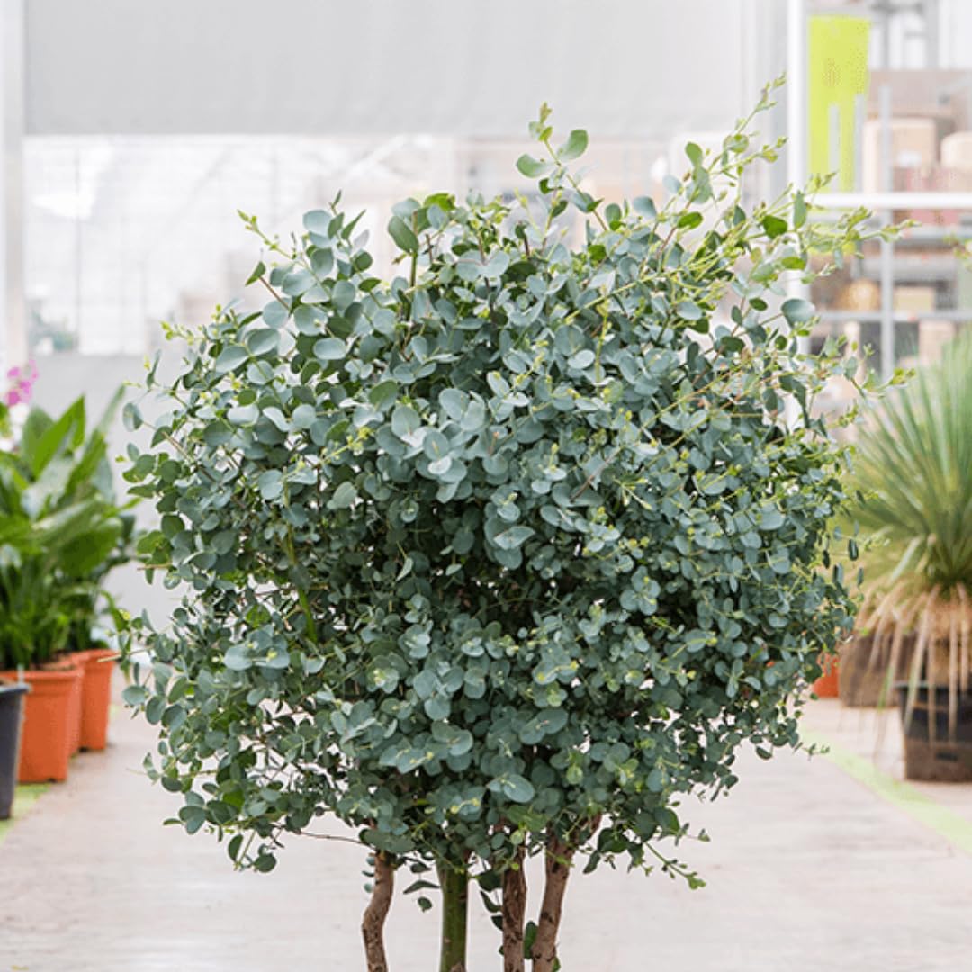 Set of 3 Silver Dollar Eucalyptus Trees Live Plants Bushes for Containers and Landscapes, Easy-Care, Starter Size, 3.5 to 6 Inc Tall, No Pot, Fragrant, Cold Hardy