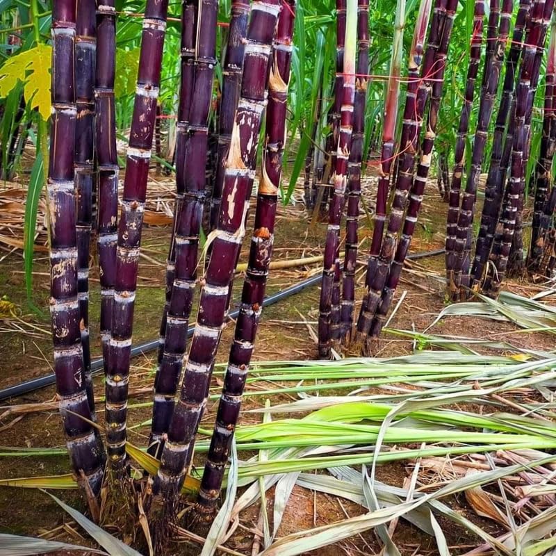 Set 20 Purple Sugar Cane Plant Cuttings, 3-5" Unrooted Cuttings, Sweet Sugar Cane Live Plant Cuttings for Planting Outdoor Garden, No Ship to CA
