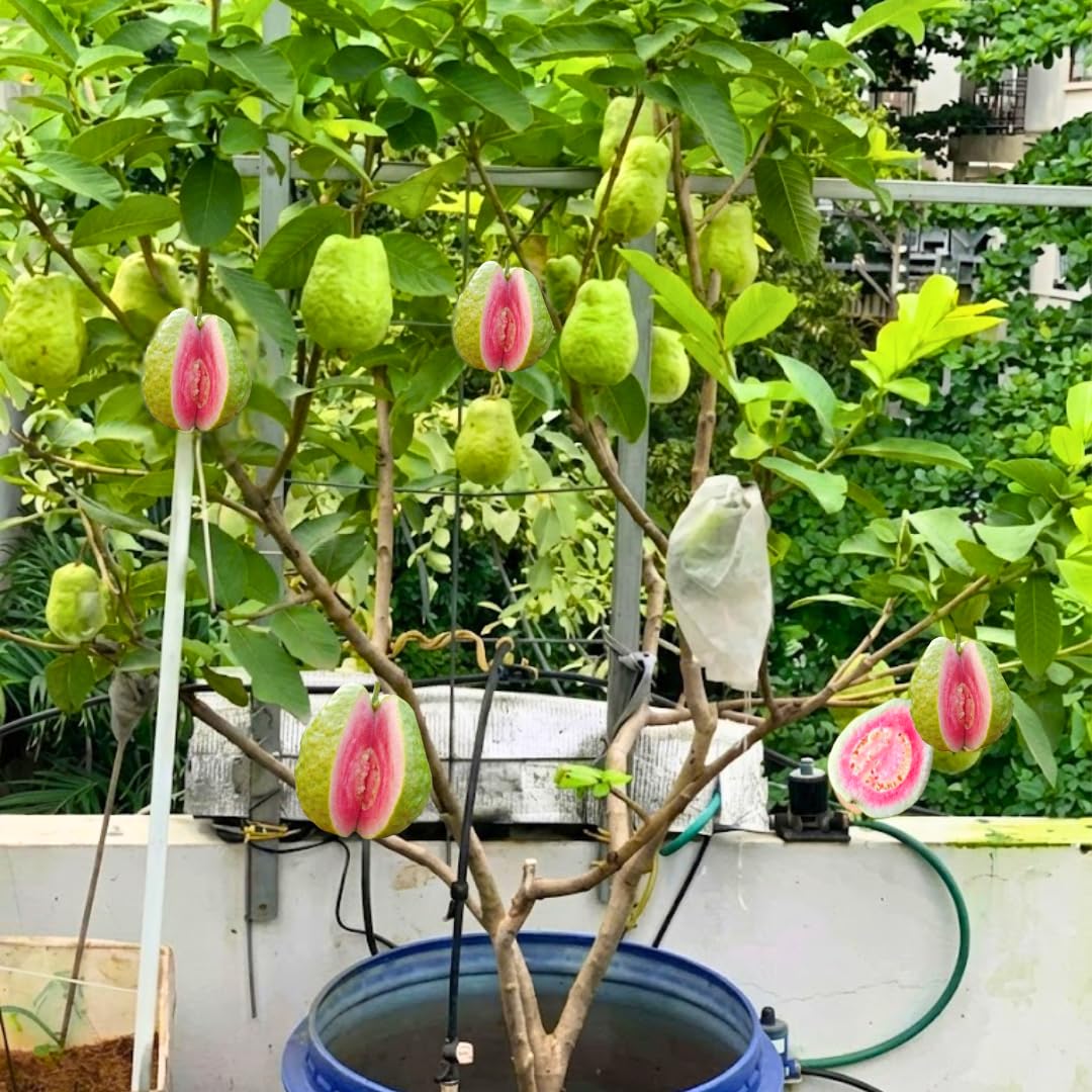 Grafted Ruby Guava Tree Live Plant 3-4 Feet Tall, Ready to Bear Fruit, Tropical Guava Plant Zones 9-11 for Outdoor Spring