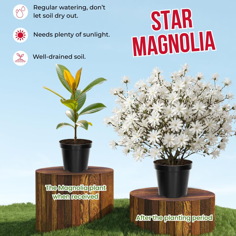 Star Magnolia Tree Live Plant in 4-8 Inches, Fragrant Spring Blooms, Hardy Perennial Magnolia Flowers Potted Ready to Grow, Winter Dormant