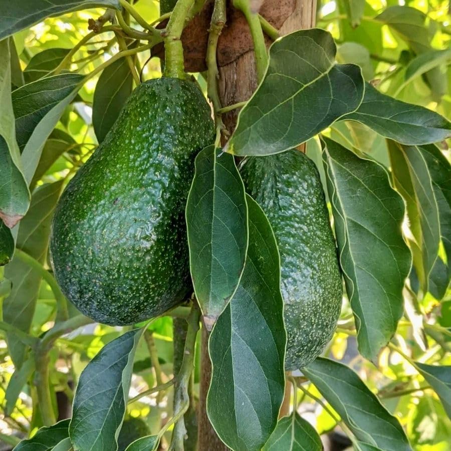 1.5-2.5 Feet Green Avocado Live Plant, Avocado Fruit Tree for Outdoor Planting, Perennial Plant