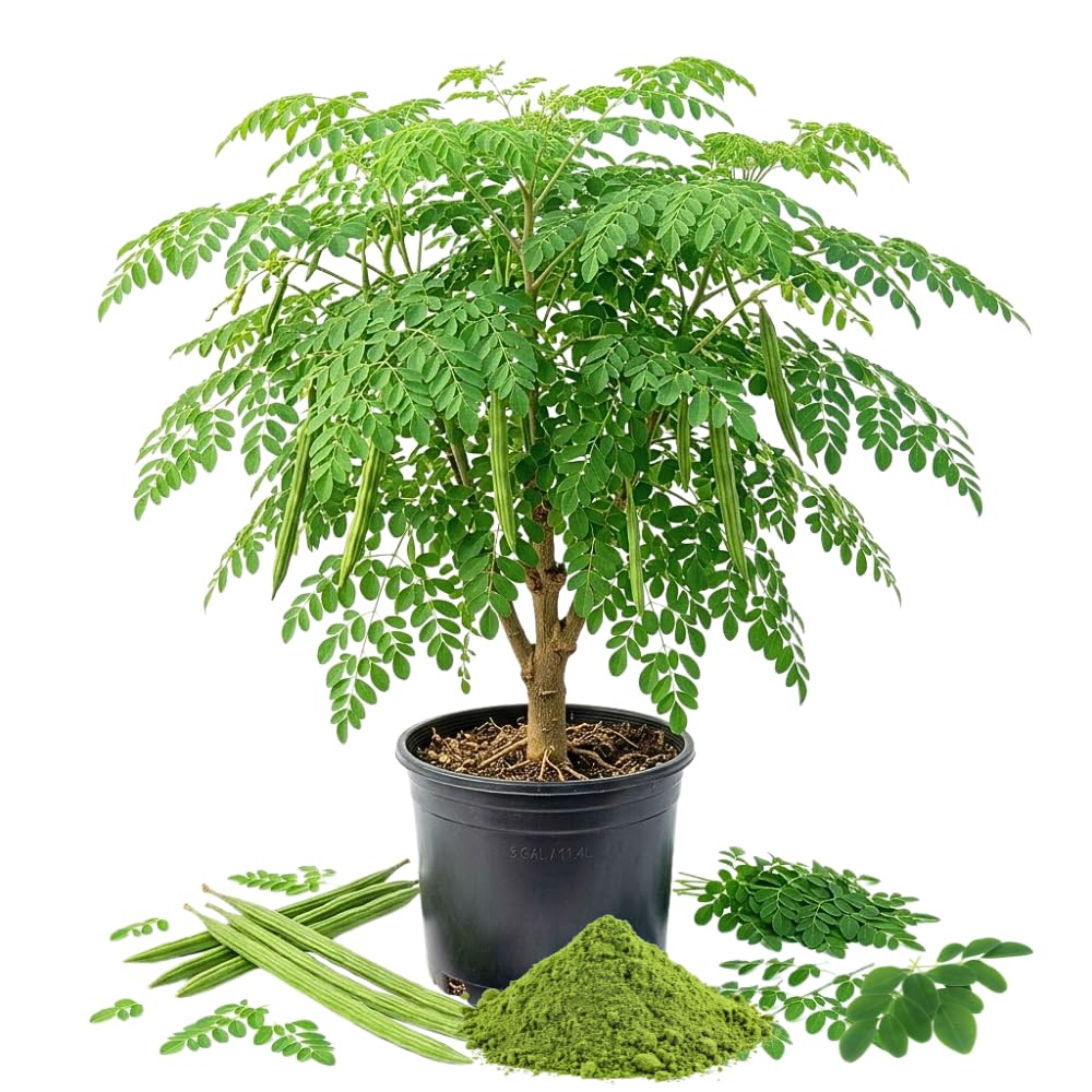 Live Moringa Tree Plant 1-2 Feet Tall, Moringa Oleifera Drumstick in 1 Gallon Pot, Easy Care Tropical Plant with Edible Green Leaves for Planting, No Ship to CA