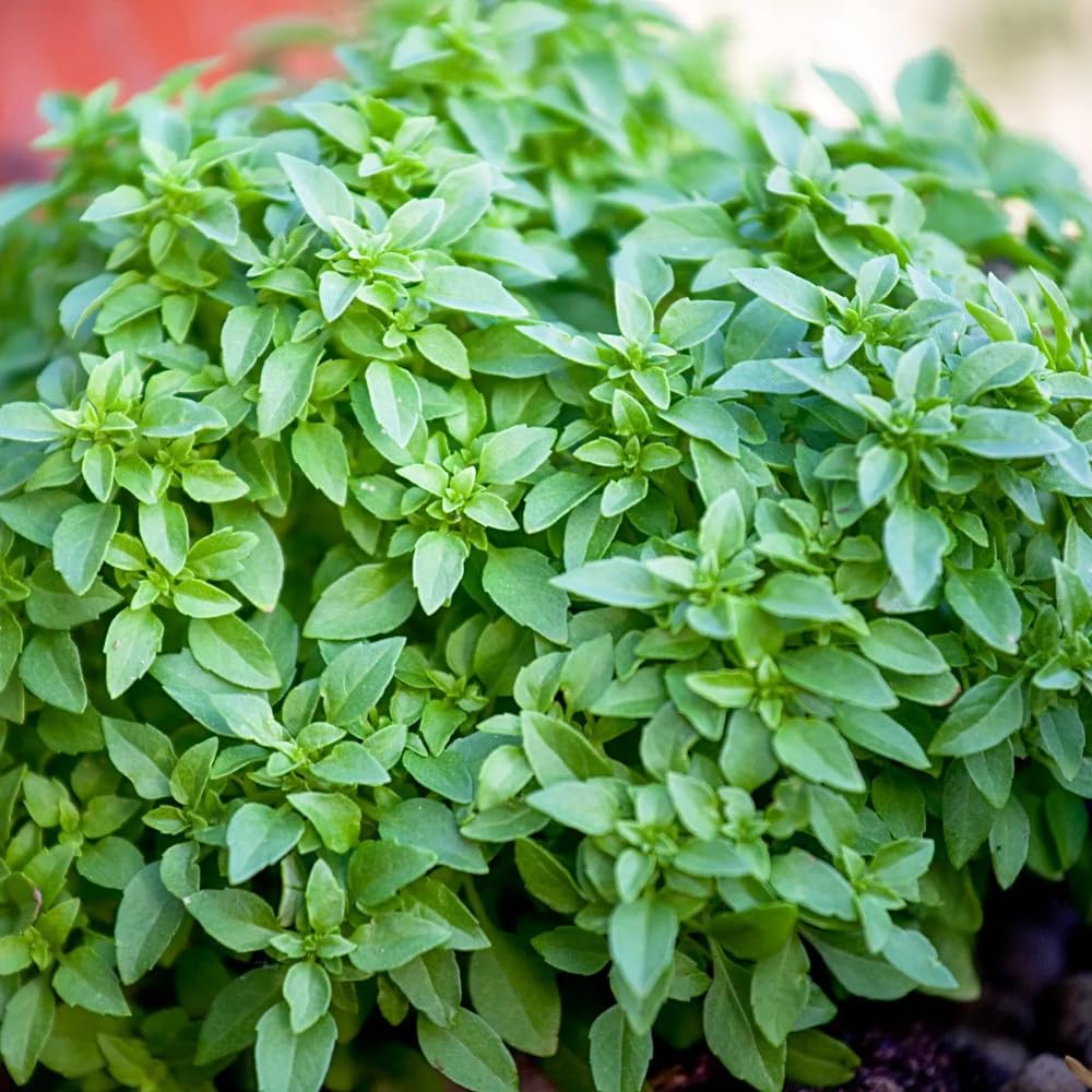 3 Greek Basil Plants Live, 4-7 Inches Tall, Compact Sweet Culinary Herb to Grow, Fragrant Basil Seedlings