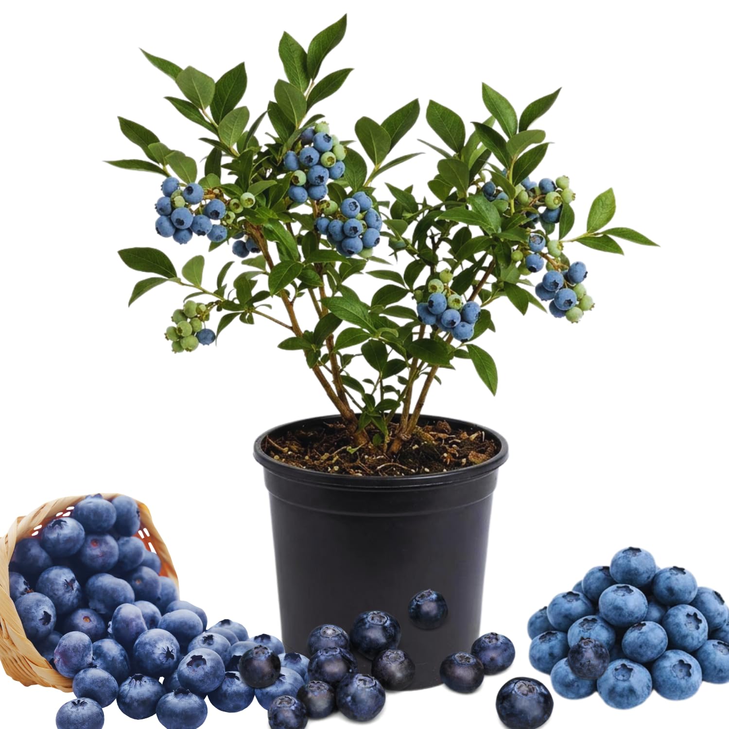 Blueberry Bush Live Plant, Sweet Blueberry Plant, Fruit Bearing Bushes, Tropical Garden Plant Patio Backyard Orchard, 1 Gallon Pot, No Ship to CA