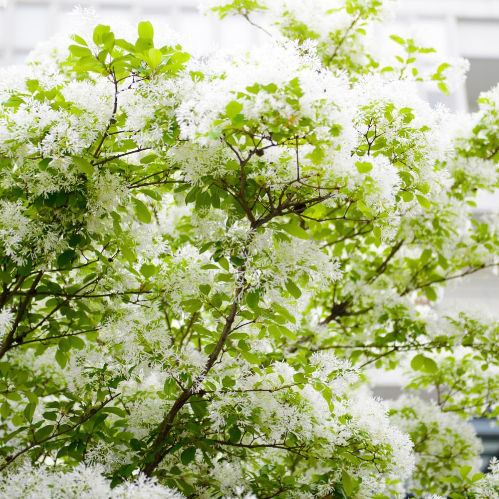 Set 2 White Fringe Bare Roots, Fringe Tree Live for Planting, 16-20 Inc Tall, Hardy Ornamental Trees for Outdoor Garden