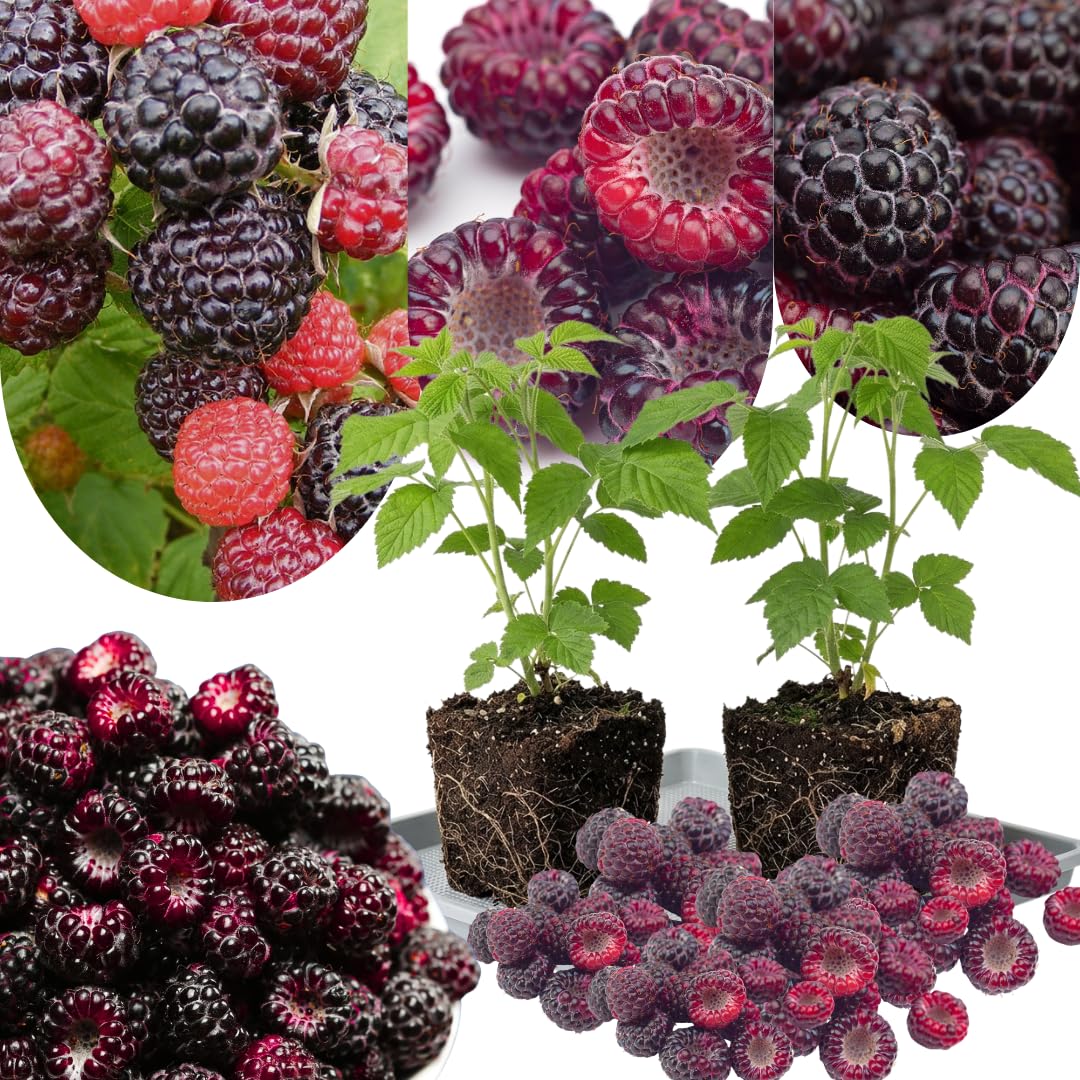 2 Raspberry Plants Live, Glencoe Raspberry Bush for Planting, 4-7" in Tall, Spring Raspberries Cold Hardy