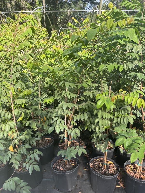 Starfruit Tree in 3 Gallon, Grafted Starfruit Fruit Plants Live for Planting Outdoors, No Ship to CA