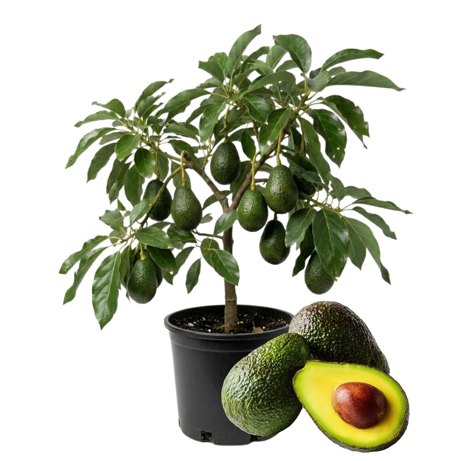 Avocado Tree Live 1-2 Ft Tall in 3 Gallon Pot, Grafted Avocado Tree for Outdoor Garden or Patio Planting, High Yield, Ready to Bear Fruits, No CA (HASS Avocado)