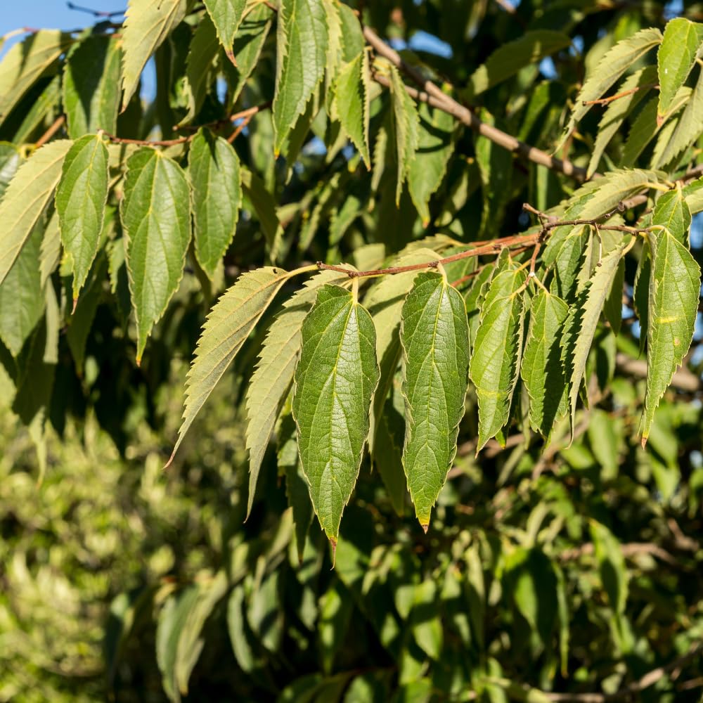 Hackberry Trees Live, Well Rooted from 2-3 Inches Tall, Ready for Outdoor Growing, Perennial Fruit Tree, Sweet Hackberry Plant