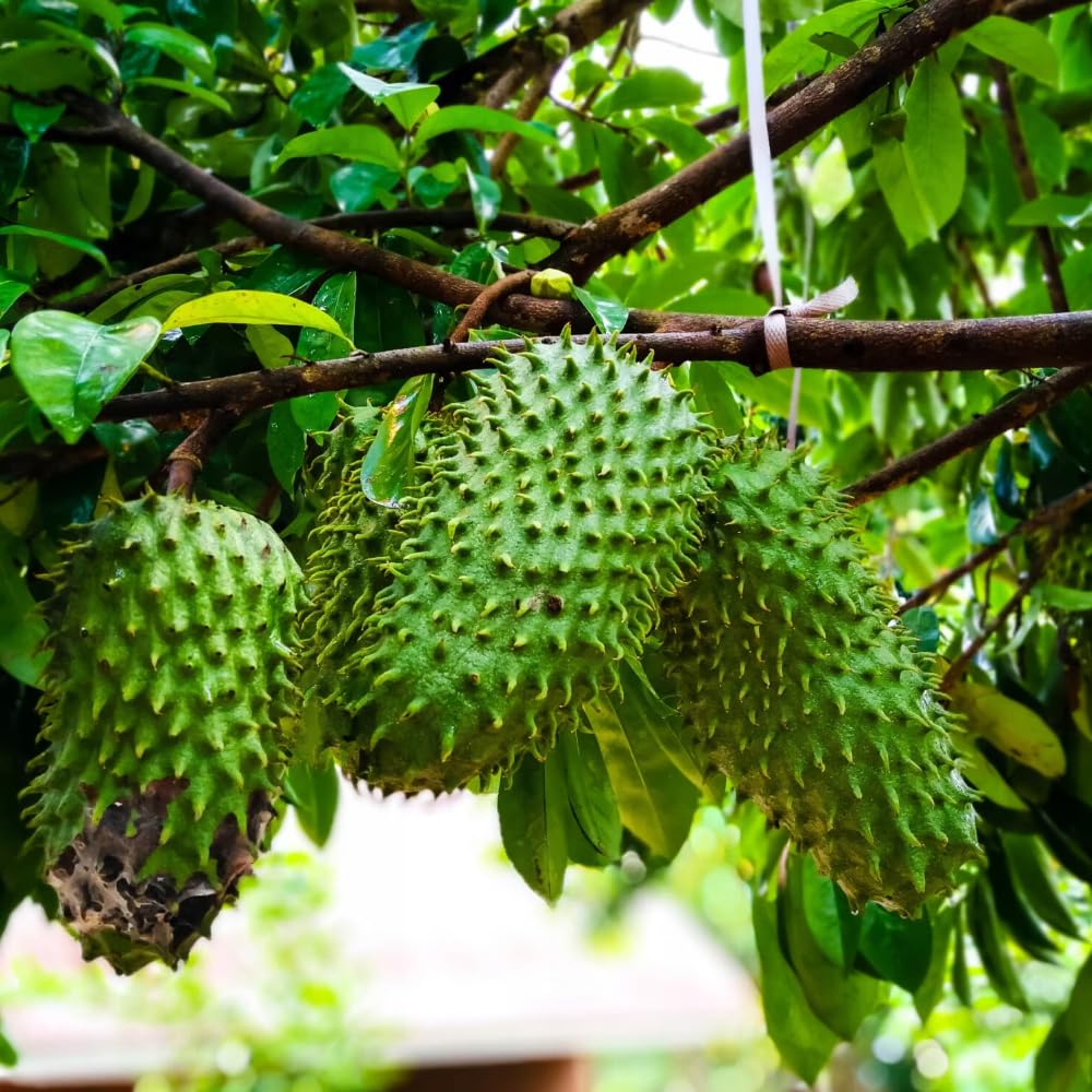 3 Years Grafted Soursop Tree Live Plant 2-3 Feet Tall in 1 Gallon, Sweet Annona Muricata Guanabana for Outdoor Planting, No CA, Ready to Bear Fruit