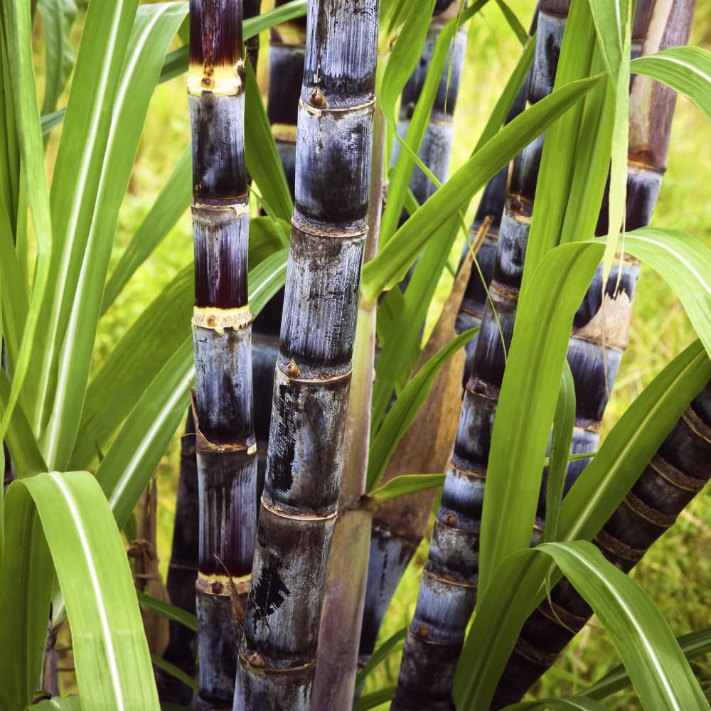 Purple Sugarcane Plant in 6" Pot, 3-4 Sugar Cane Plants Potted, Fast Growing Tropical Starter Plants for Indoor and Outdoor Gardening, No Ship to CA