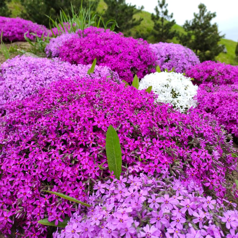 YOKEBOM Set 2 Mixed Creeping Phlox Plants, Hardy Perennial Phlox Flowers, Vibrant Ground Cover for Garden and Landscape, Ready to Grow Plugs 3-5 Inches