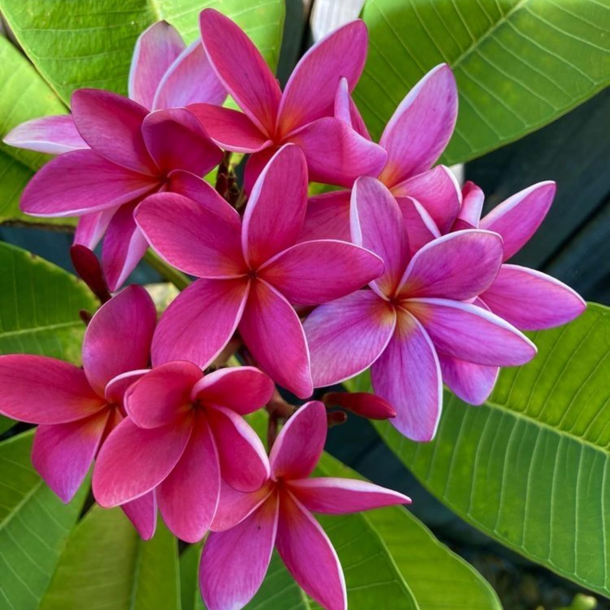 2 Plumeria Cuttings, Plumeria Frangipani Cutting for Planting Outdoor, Hardy, Fragrant Flowering Plants (Deep Pink Flowers)