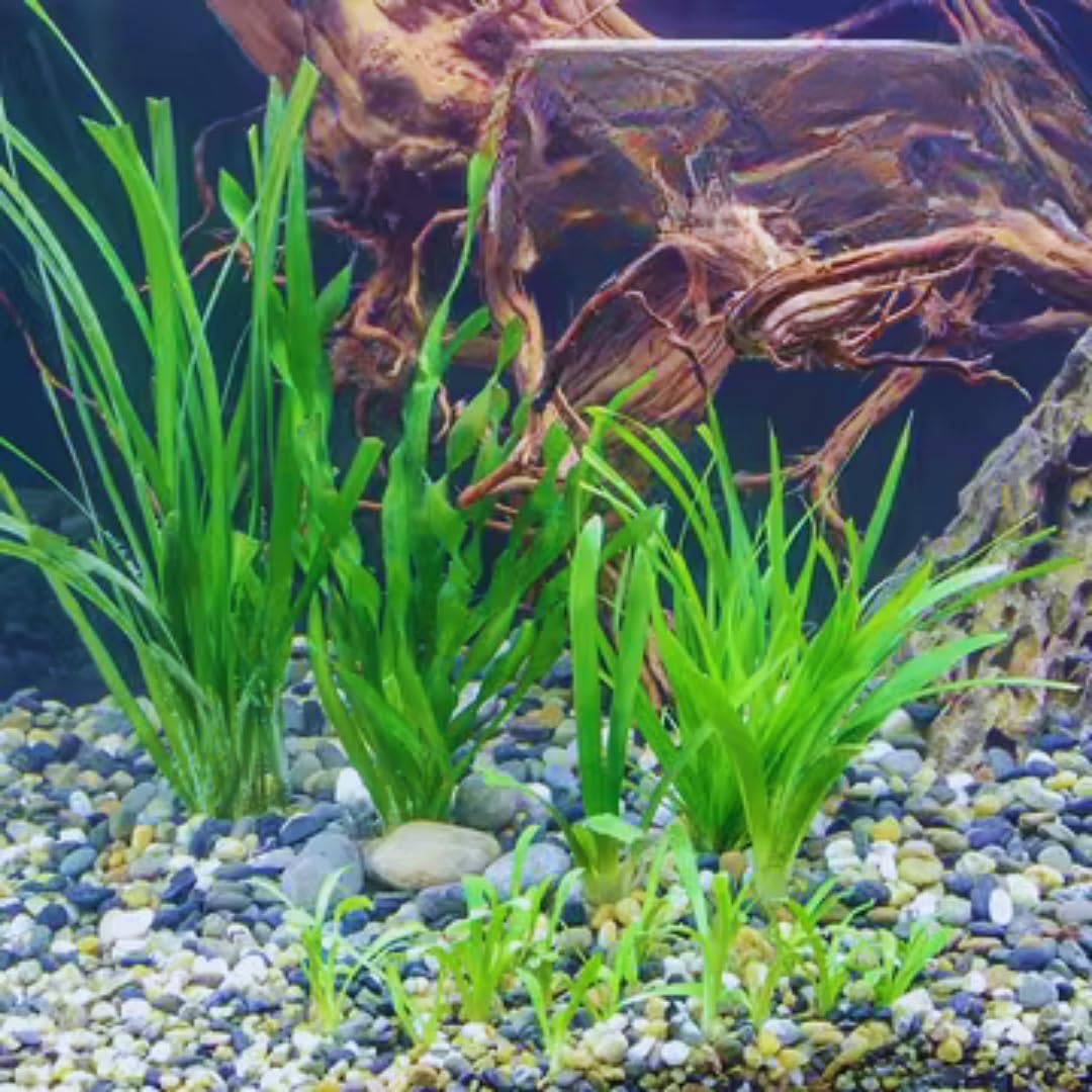 12 Stems of Jungle Vals Plants, Jungle Vallisneria Aquarium Plants Live, Aquatic Plants Live, Live Aquarium Plants, 12 Plants