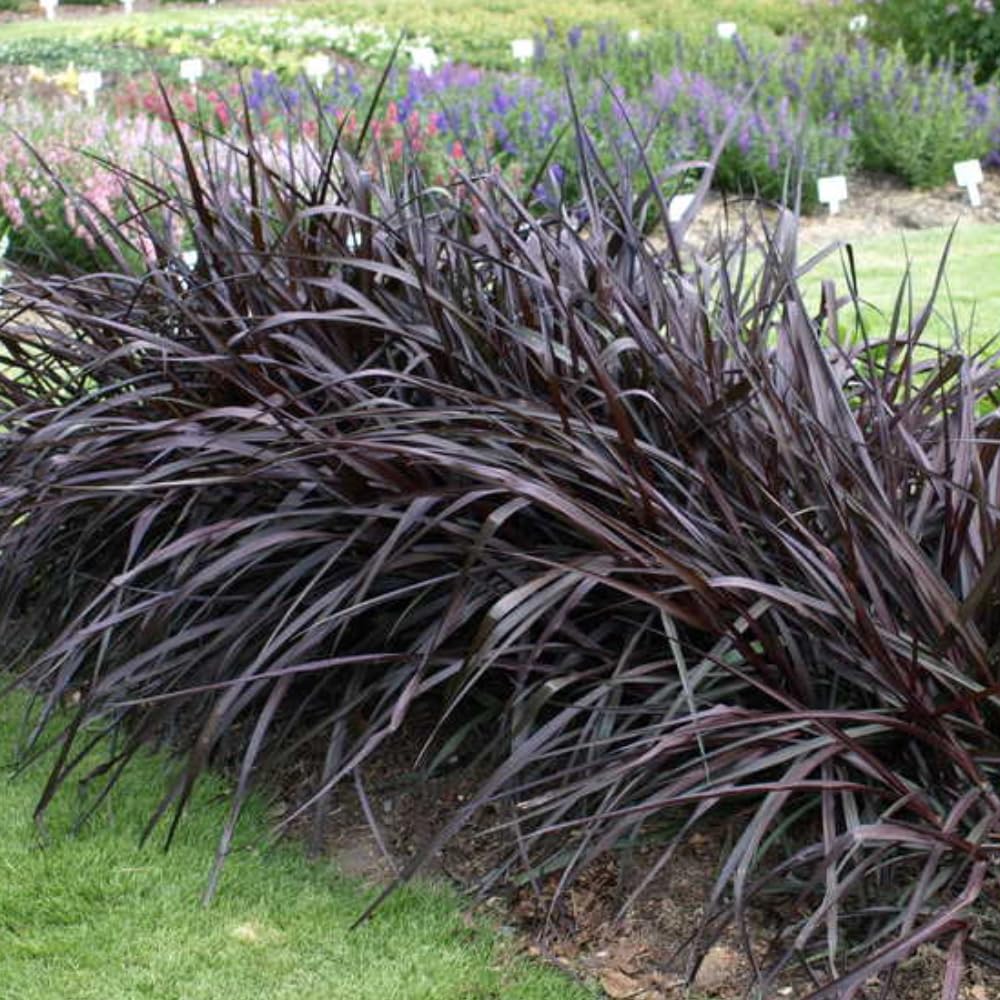 2 Fountain Grass Plants, Black Fountain Grasses for Planting Perennial, 5 to 10 Inches Tall Ornamental Grass Plant Garden Indoor Outdoor