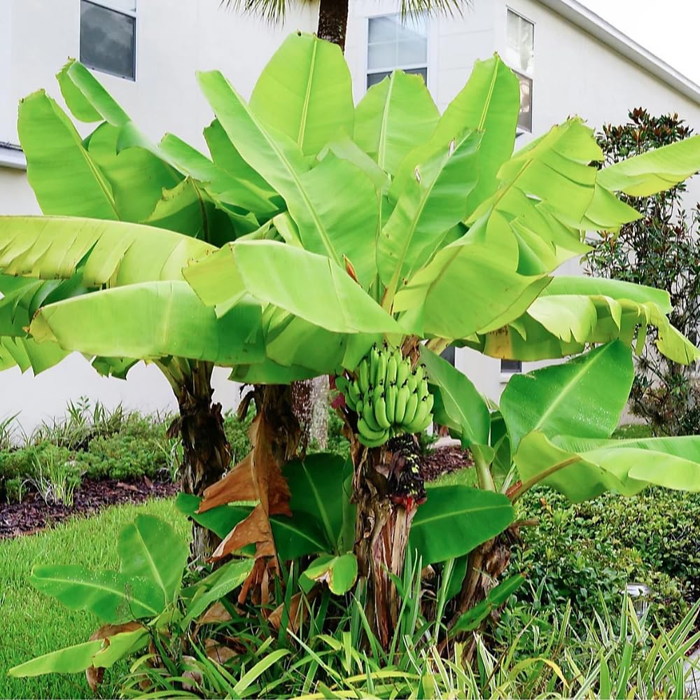 Basjoo Banana Tree Live Plant, Well Rooted 4-8" Tall, Cold Hardy Tropical Banana Plant Live Well Rooted, Live Banana Fruit