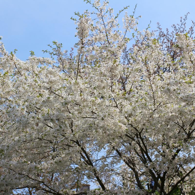White Cherry Blossom Tree - 3 Gallon Pot, 2-3 Feet Tall Live White Pink Blossom Flowering Cherry Plant, Ornamental Tree Potted, No Ship to CA