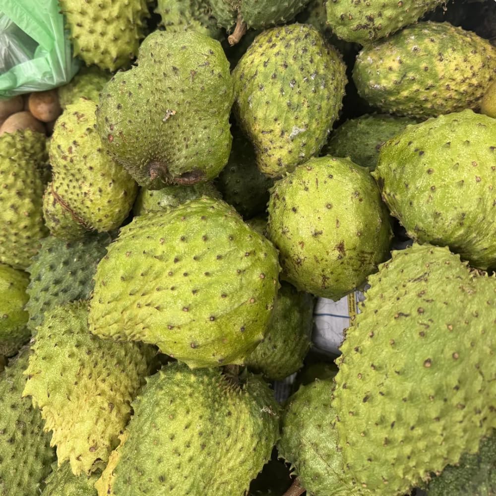Live Soursop Tree in 3 Gallon Pot, Large Sweet Guanabana Tree from 2 to 3 Feet Height, 2 Year Old, Annona Muricata Guanabana, No Ship to CA