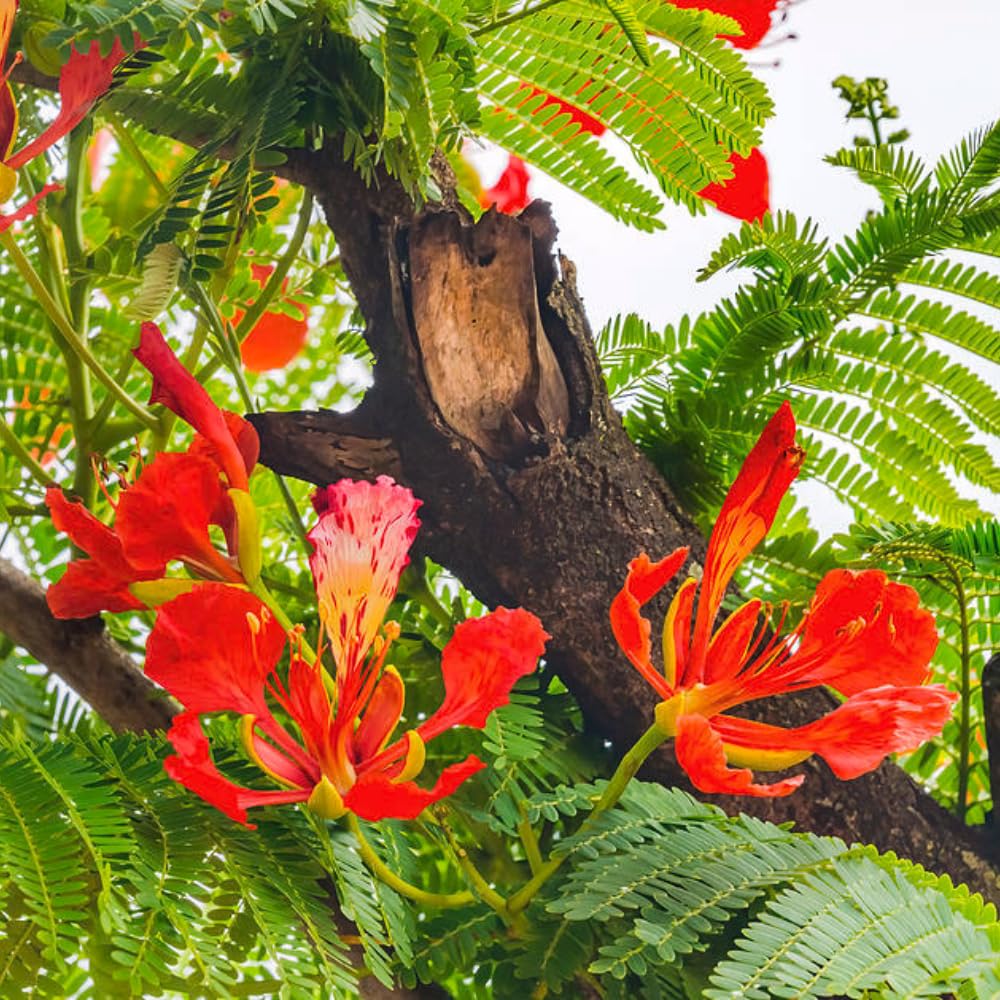 Red Flamboyant Tree, 1 Year Old Royal Poinciana Plant Live, 3 Feet Tall in 1 Gal Pot, Live Ornamental Flowering Tree for Planting, Live Plant in 1 Gal Pot, No CA