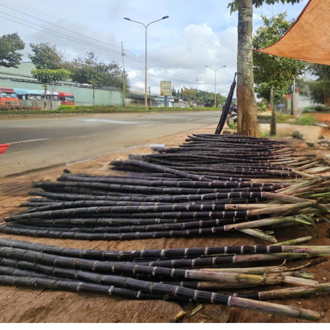 10 Purple Dark Sugar Cane Plants Live Stick Cuttings for Planting, 2-3" in Tall Each Cutting for Easy Growing Sweet Sugarcane, Fresh and High Yield