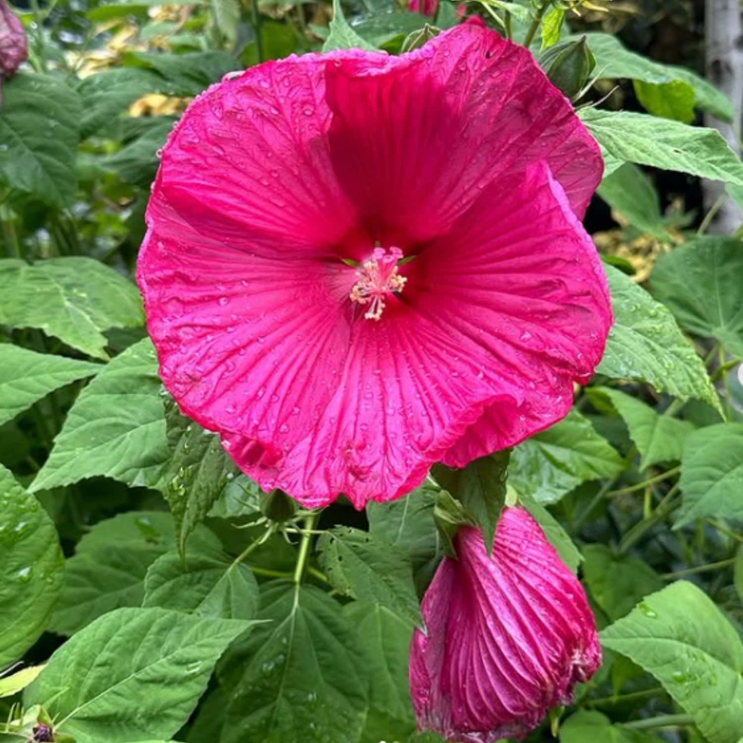 Set 2 Hibiscus Plants Live, Hardy Hibiscus Tree Live Plant, 5-9 Inch Tall, Hibiscus Flowers Plant to Grow (Rose Hibiscus)