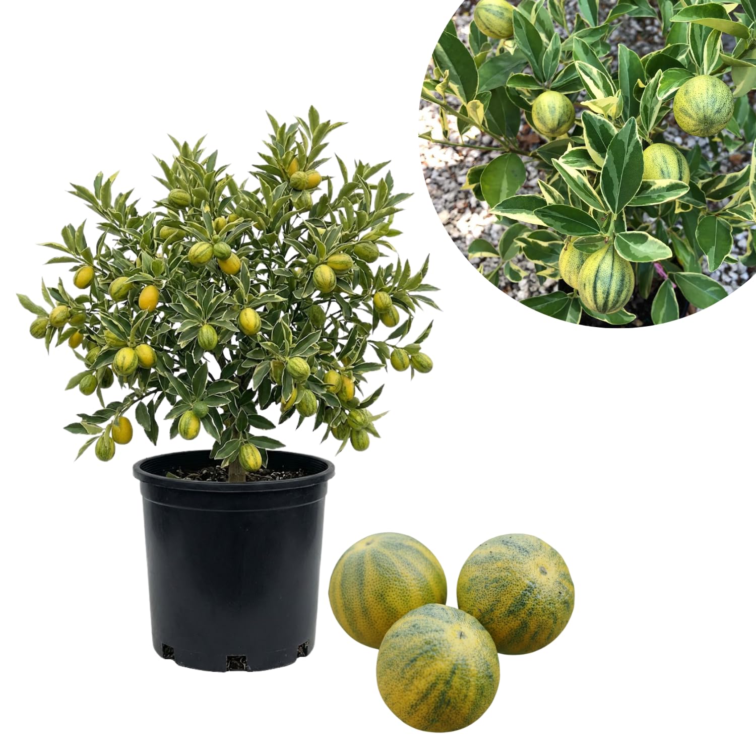 3 Years Old Variegated Kumquat Tree, Ready to Bear Fruits Citrus Plant, Ornamental and Edible Patio Fruit Tree in 5 Gallon Pot