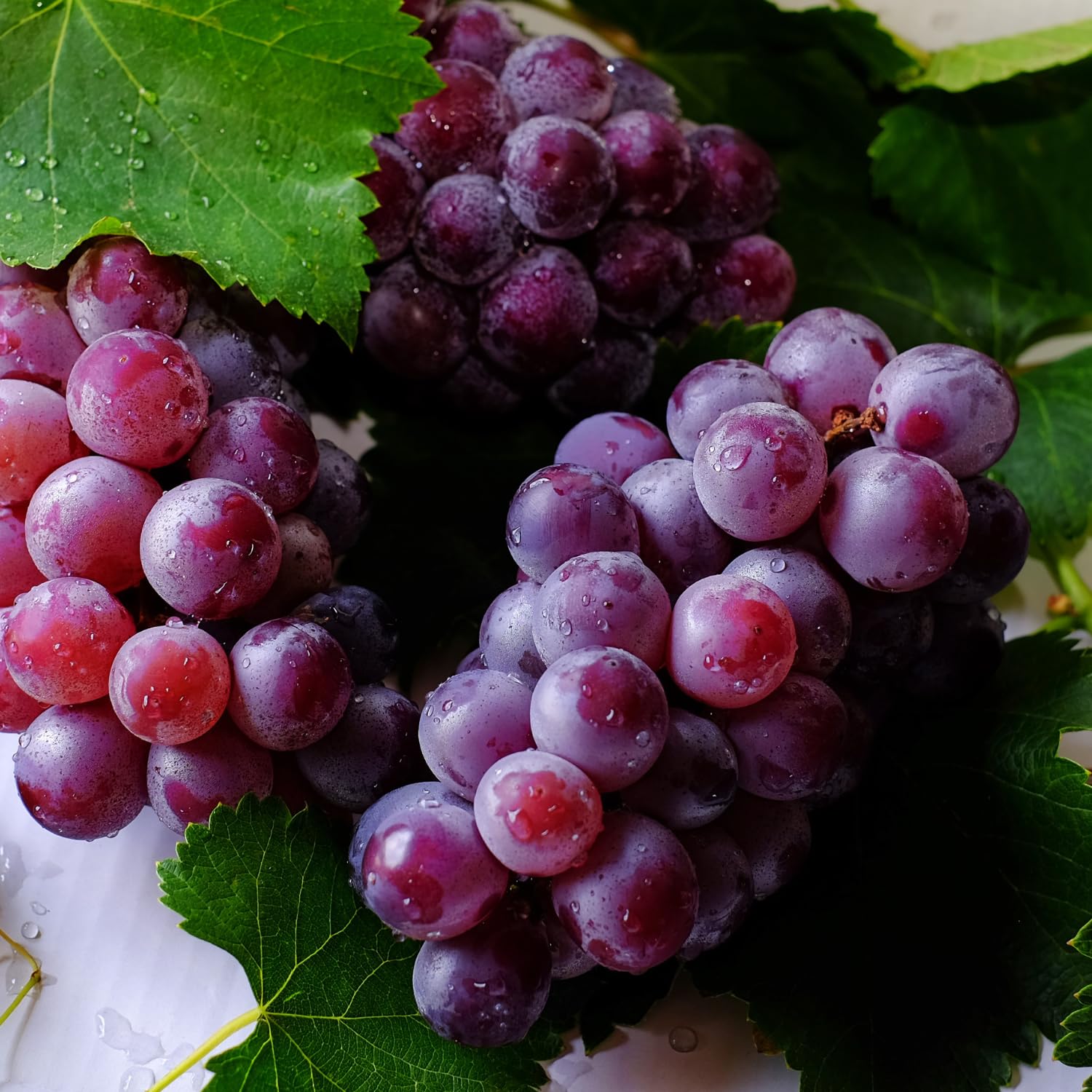 Muscadine Grape Vines Live Plant, Sweet Grape Vines Fruit, Cold Hardy, 20-24'' Tall in Gallon Pot, Seedless Grapes Live Plant for Garden, No Ship to CA