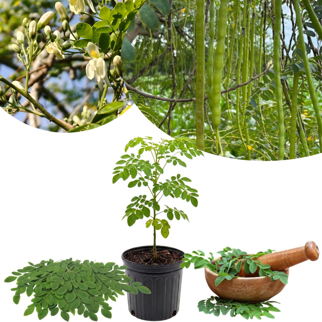 Moringa Tree Live Plant, 1 to 2 Feet Tall in 1 Gallon Pot, Fast Growing Moringa Oleifera Tree for Container or Backyard Garden Growing, No Ship to CA